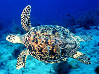 Cairns Beach Accommodation