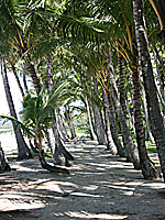 Palm Cove Beach