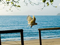 Palm Cove Beach - Bird