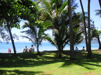 Palm Cove - Palms