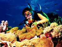Scuba Diving
