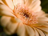 Palm Cove Wedding Flowers