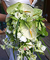 Ivy Design